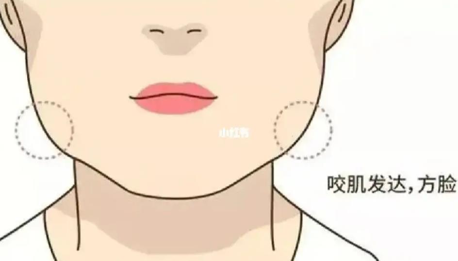 咬肌01.jpg 咬肌01.jpg