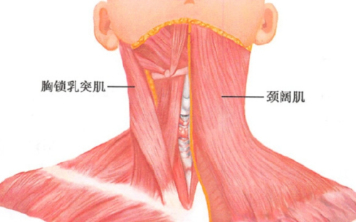 打劲阔肌多少钱？影响价格的几个关键因素要知晓